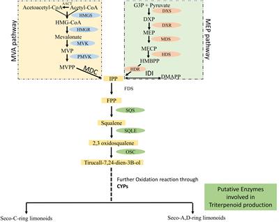 Deciphering the key pathway for triterpenoid biosynthesis in Azadirachta indica A. Juss.: a comprehensive review of omics studies in nature’s pharmacy